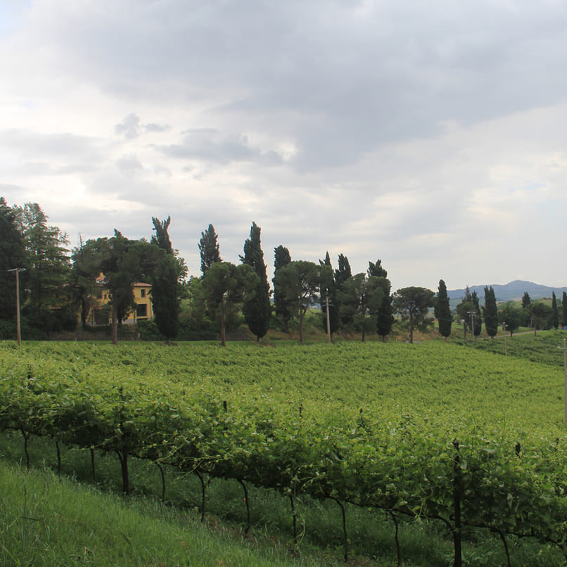 05_ECOMUSEO_DELLA_COLLINA_E_DEL_VINO_CASTELLO_SERRAVALLE_02