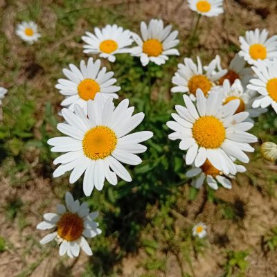 giardino_erbe_primavera_