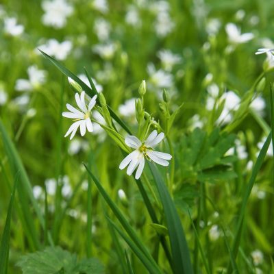 ralf1403-flower-meadow-7955256_1920a